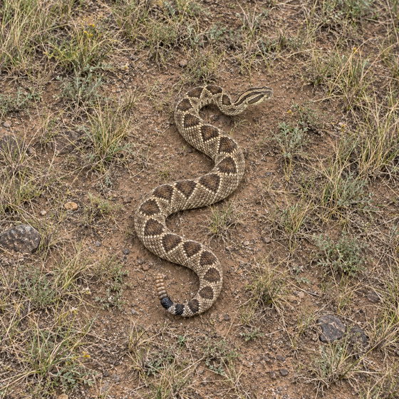 cascabel rattlesnake
