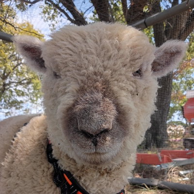 Baaa-rbie profile picture