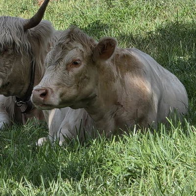 CLG Aries profile picture