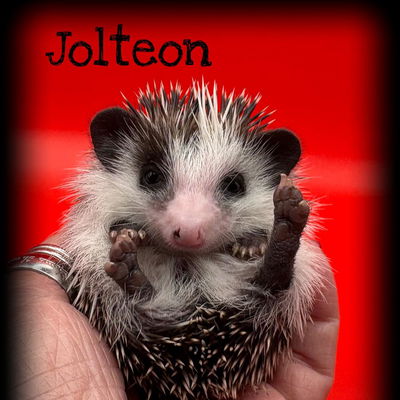 Prickly Pet Parents profile picture