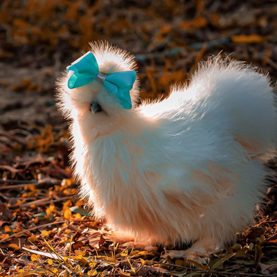 Hei Hei profile picture