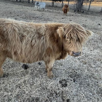 A Peculiar Farm Carmella profile picture