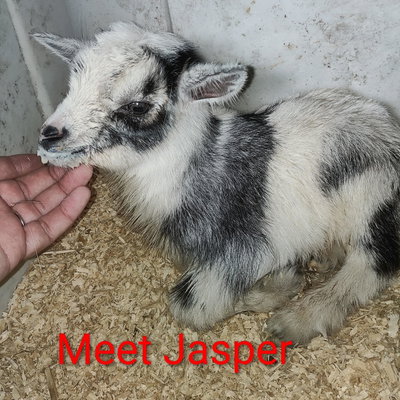Jasper profile picture