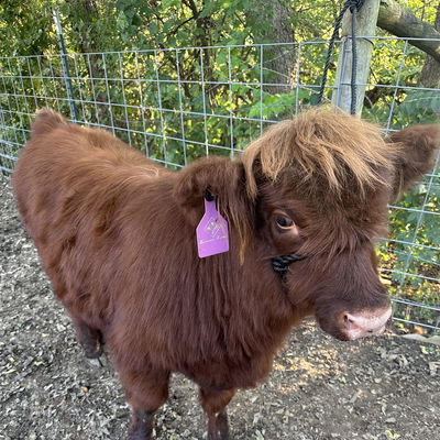 Rose profile picture