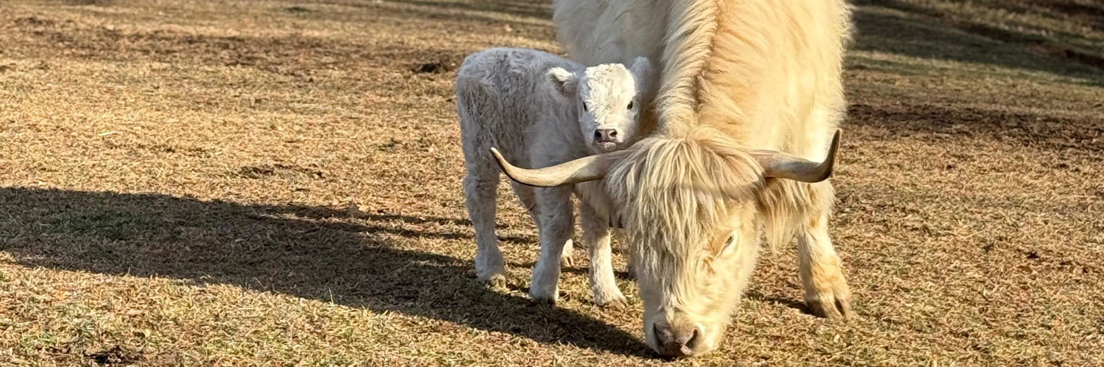 Geillis profile cover image