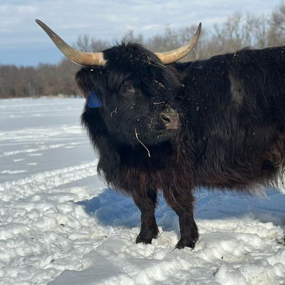 A Peculiar Farm Maisey profile picture