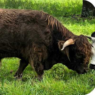 CLG Coal profile picture