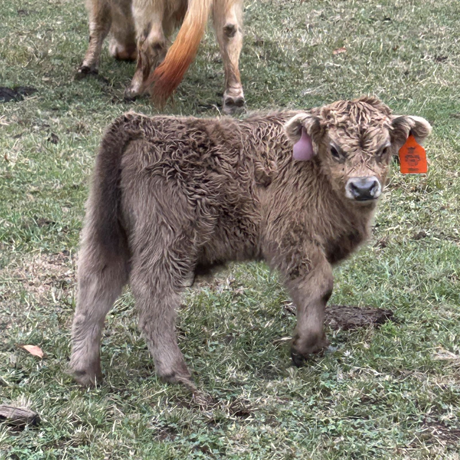 A Peculiar Farm Omaha