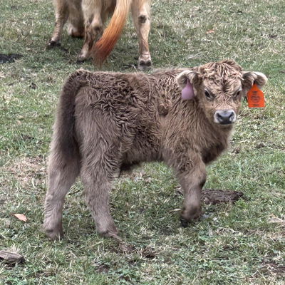 A Peculiar Farm Omaha profile picture