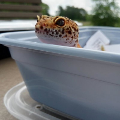 Peaches profile picture