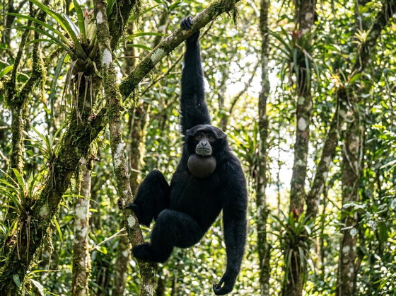 siamang