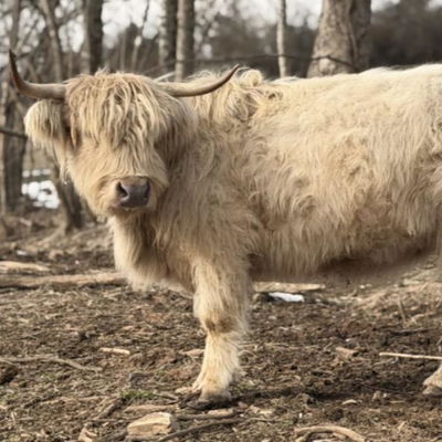 Izzy profile picture