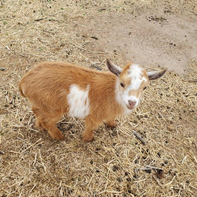 Tanner Hmstd RosyMaple (Maple) profile picture