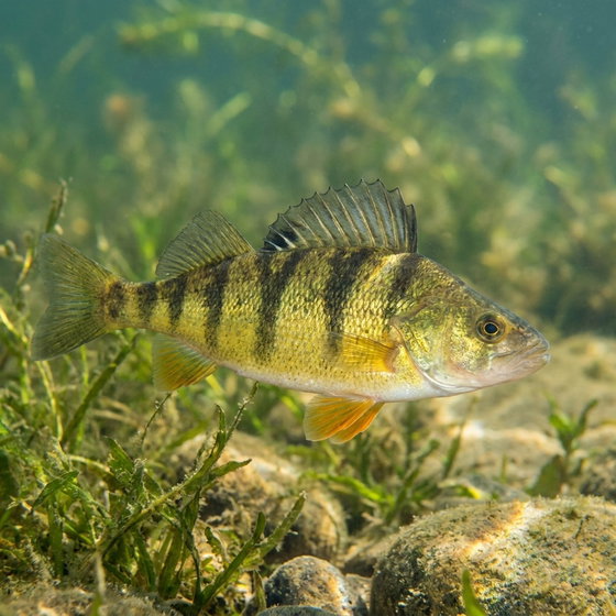 yellow perch