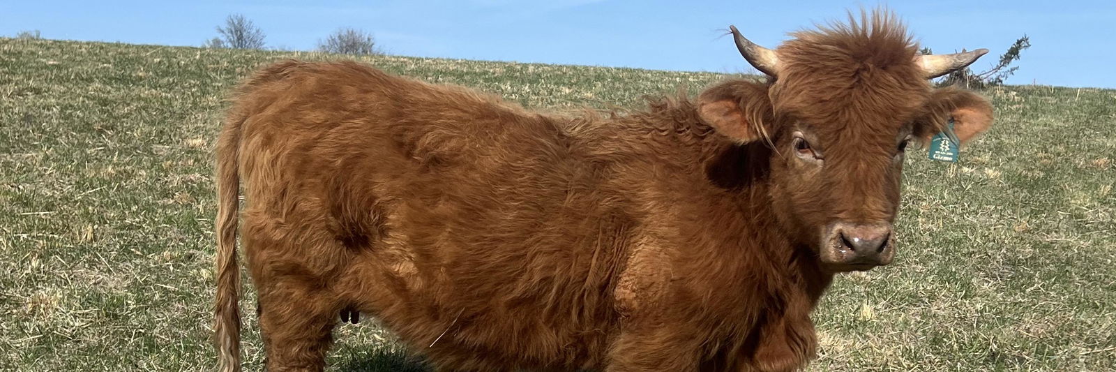 CCR Gizmo profile cover image