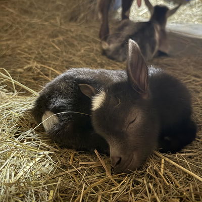 Chip profile picture