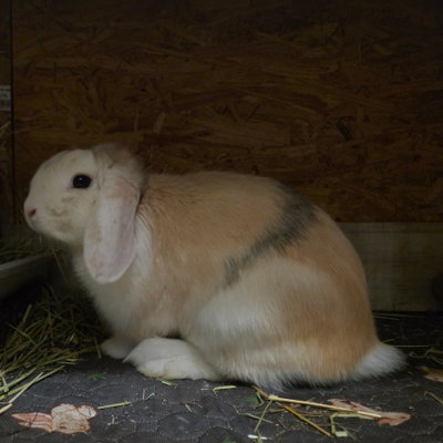 Huxley profile picture