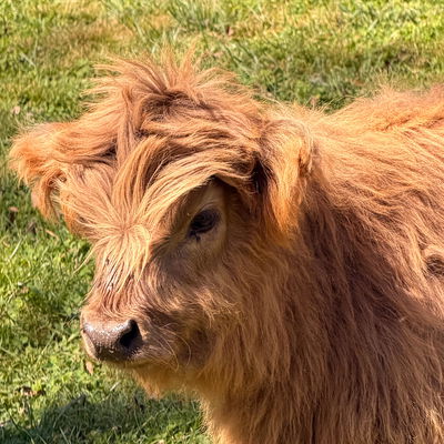 Honey profile picture