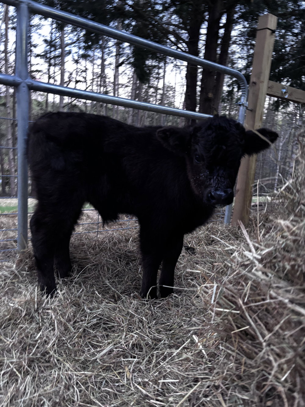 Wrangler, photo 2
