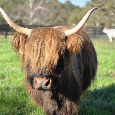 Spice profile picture