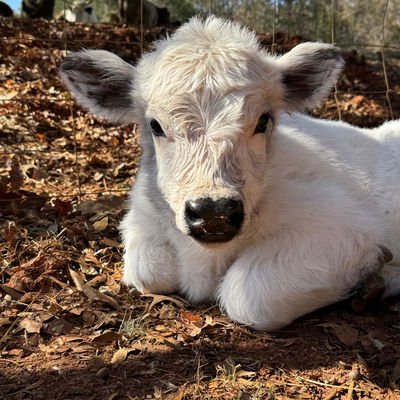 Nova’s calf profile picture