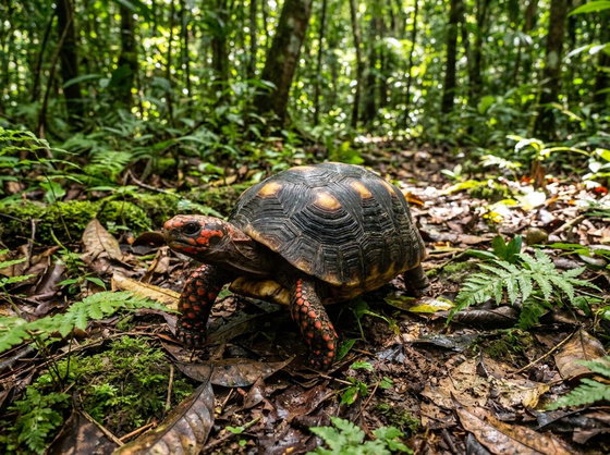 red-footed tortoise