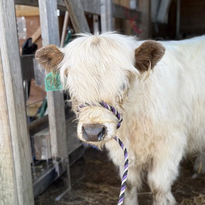 Dun Tipped Highway profile picture