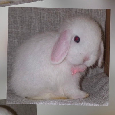 Azul - BEW Holland Lop profile picture