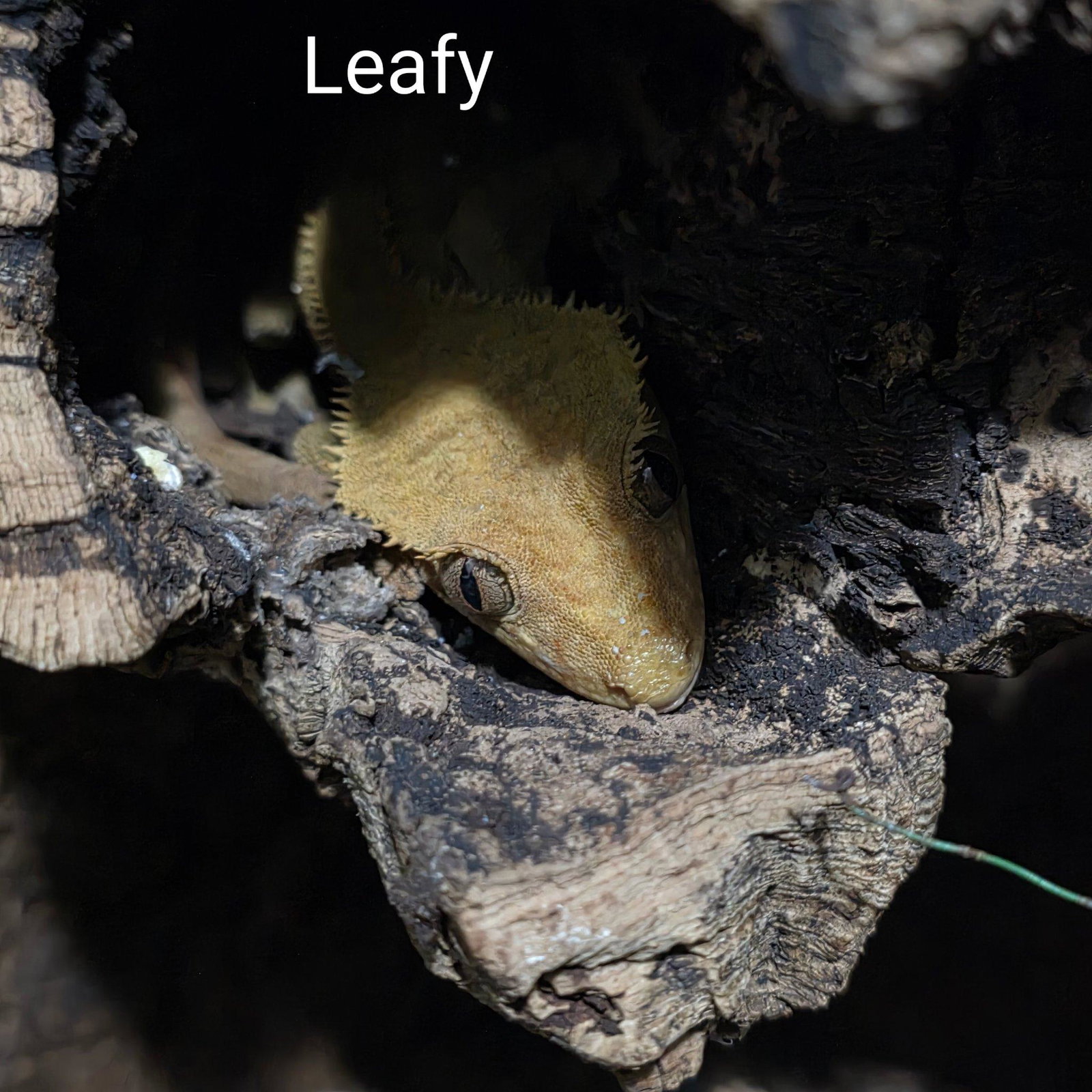 Leafy
