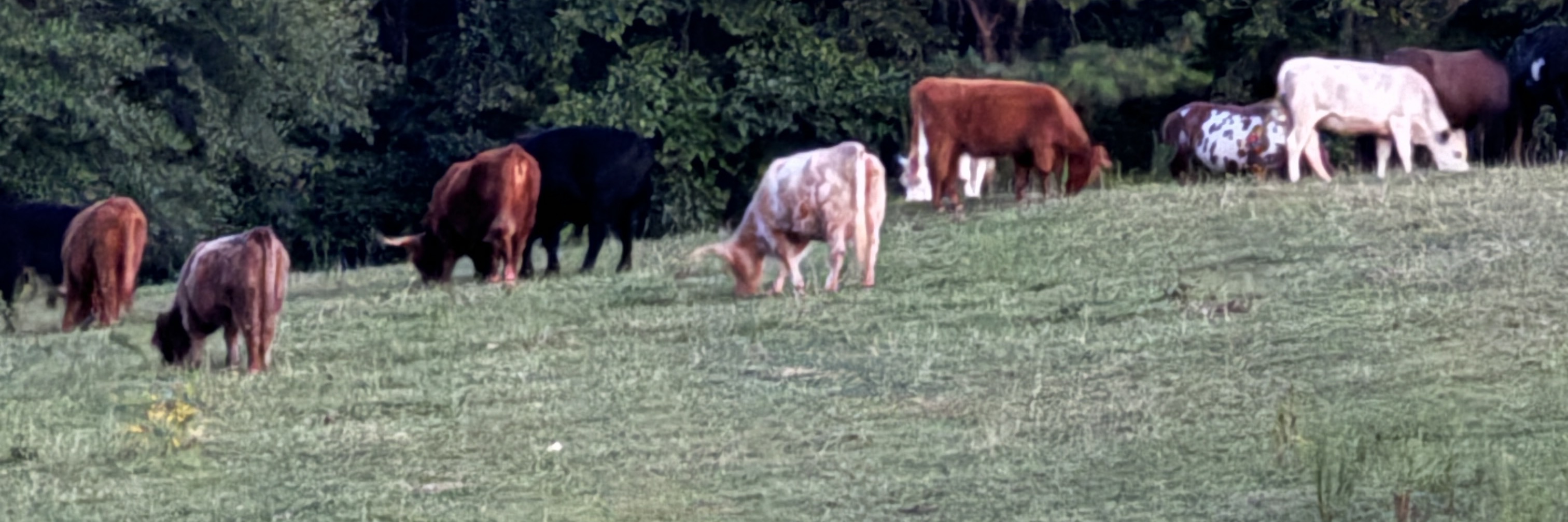 Sweetbriar Cattle Company profile cover image