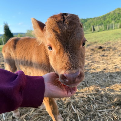 RBR Marigold profile picture