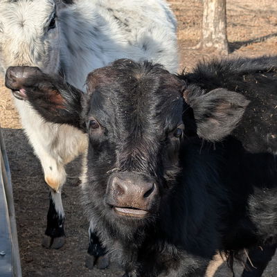 Benny profile picture