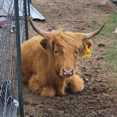 Poppy profile picture