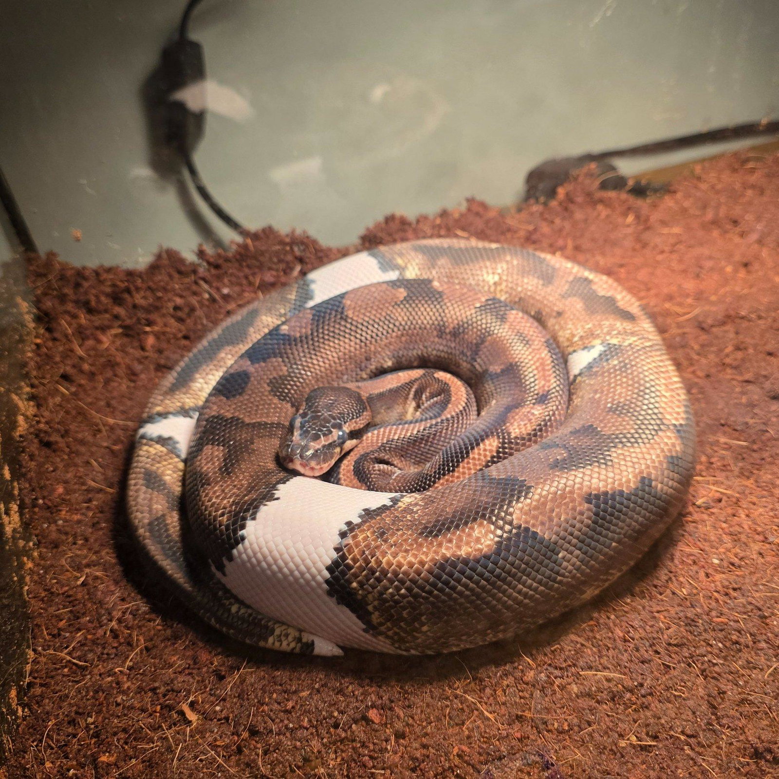 Smores