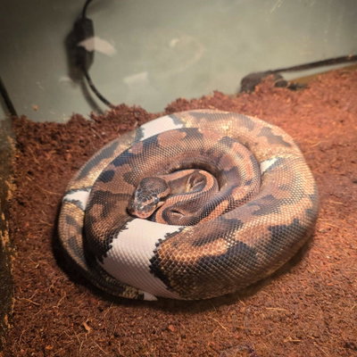 Smores profile picture