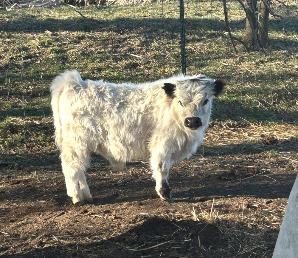 A Peculiar Farm Harley, photo 6