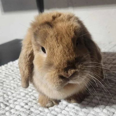 Riverside Hollands Buttercup profile picture
