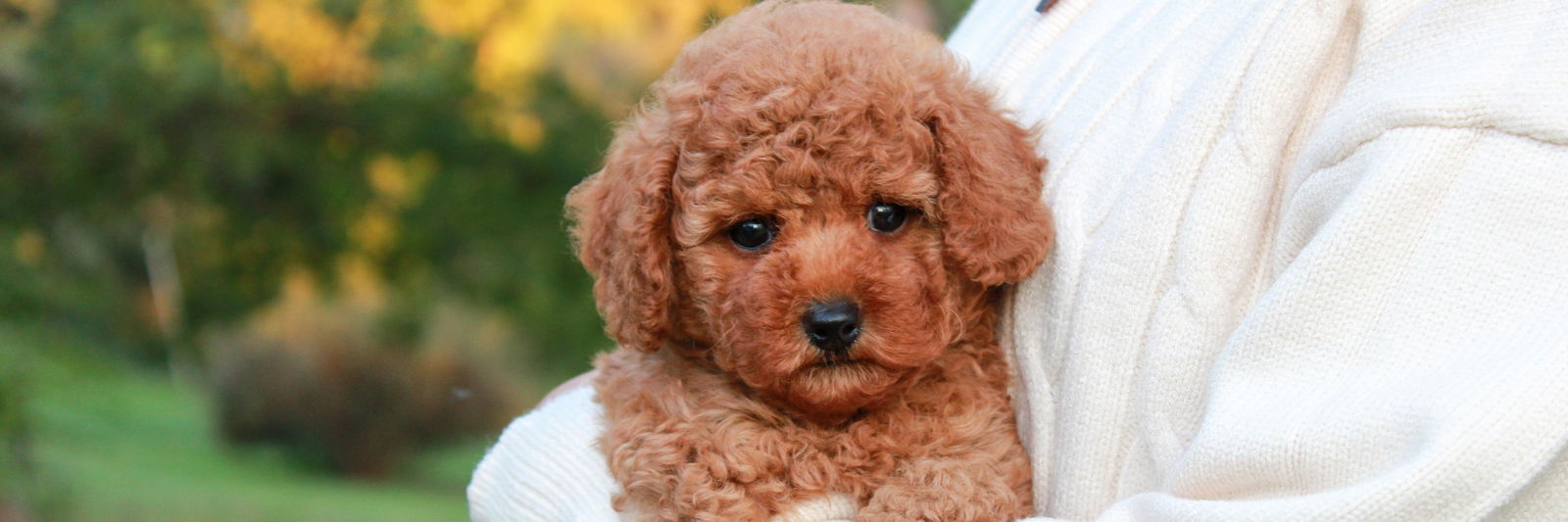 Storytail Dogs profile cover image