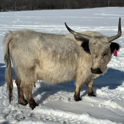 A Peculiar Farm Bella profile picture