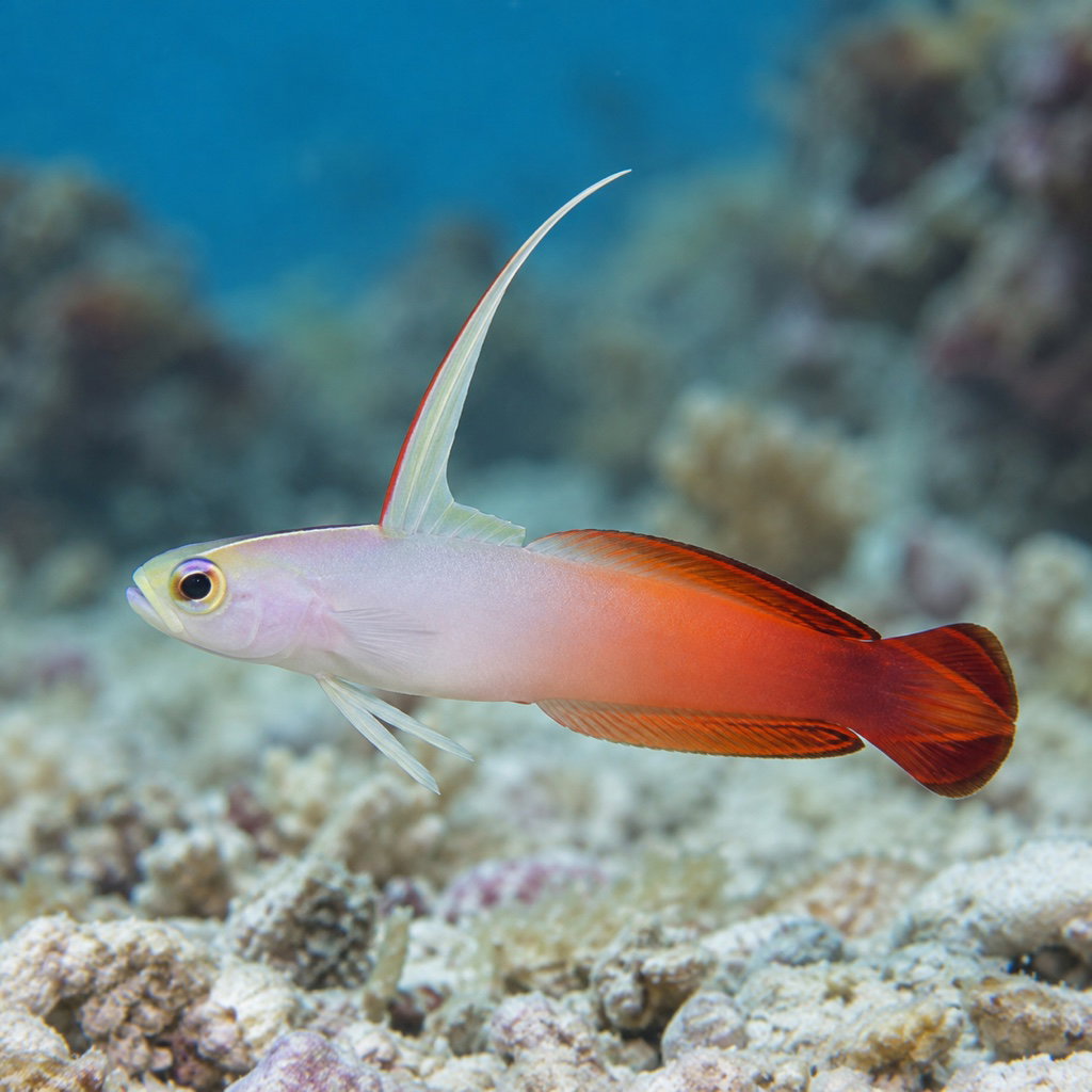 fire goby