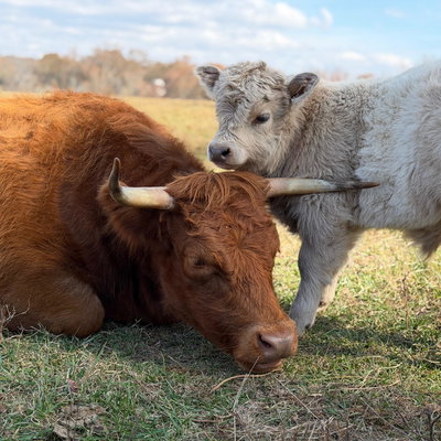 Sundae profile picture