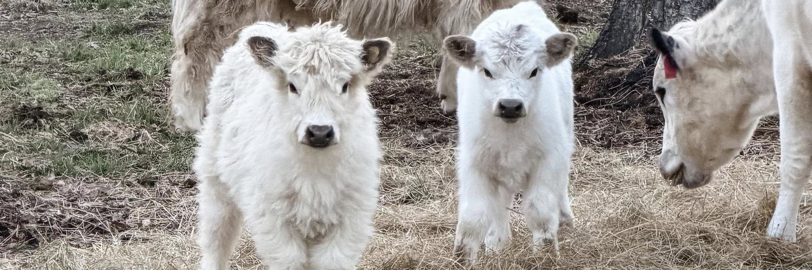 SCA Olaf profile cover image