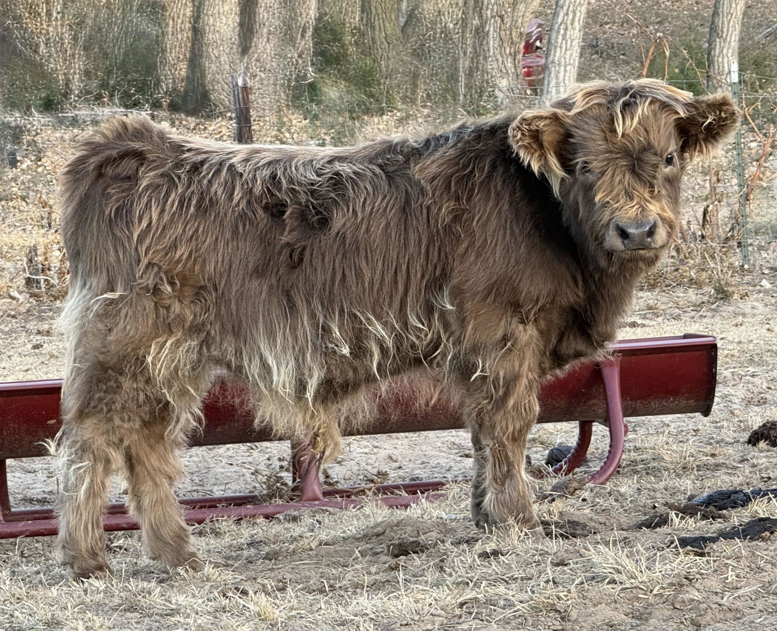 JCA Remington Steele