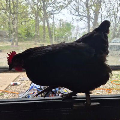 Hennifer profile picture