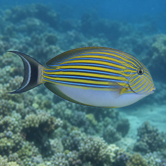 lined surgeonfish