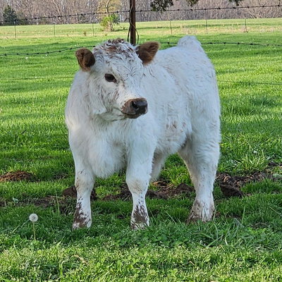 Mickey profile picture