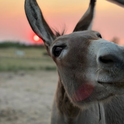 Badonkadonk profile picture