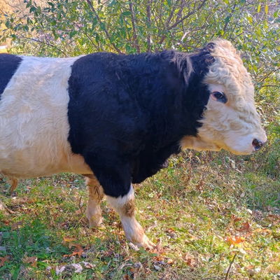 Buddy profile picture