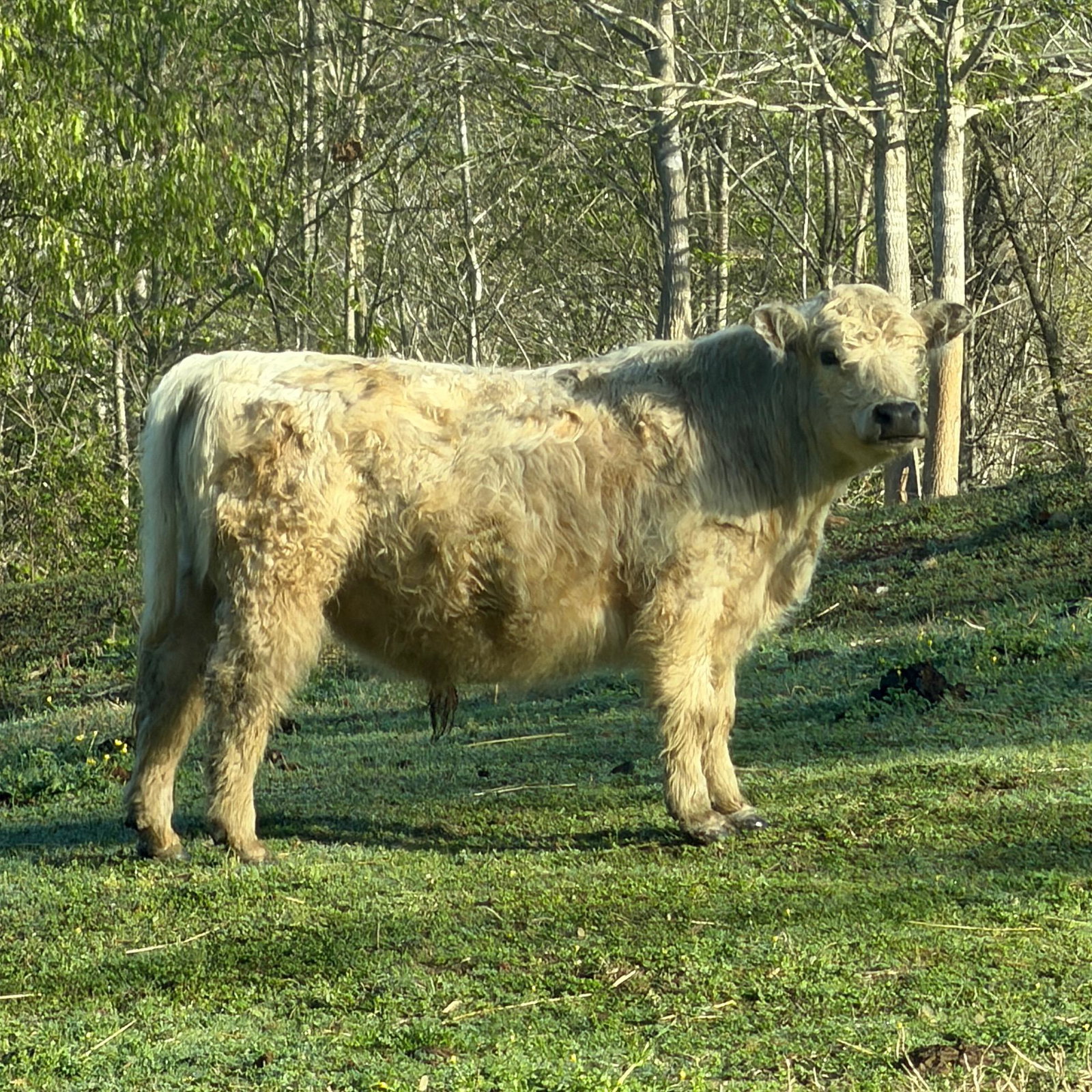 Istanbull