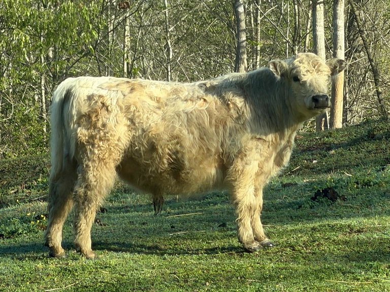 Istanbull